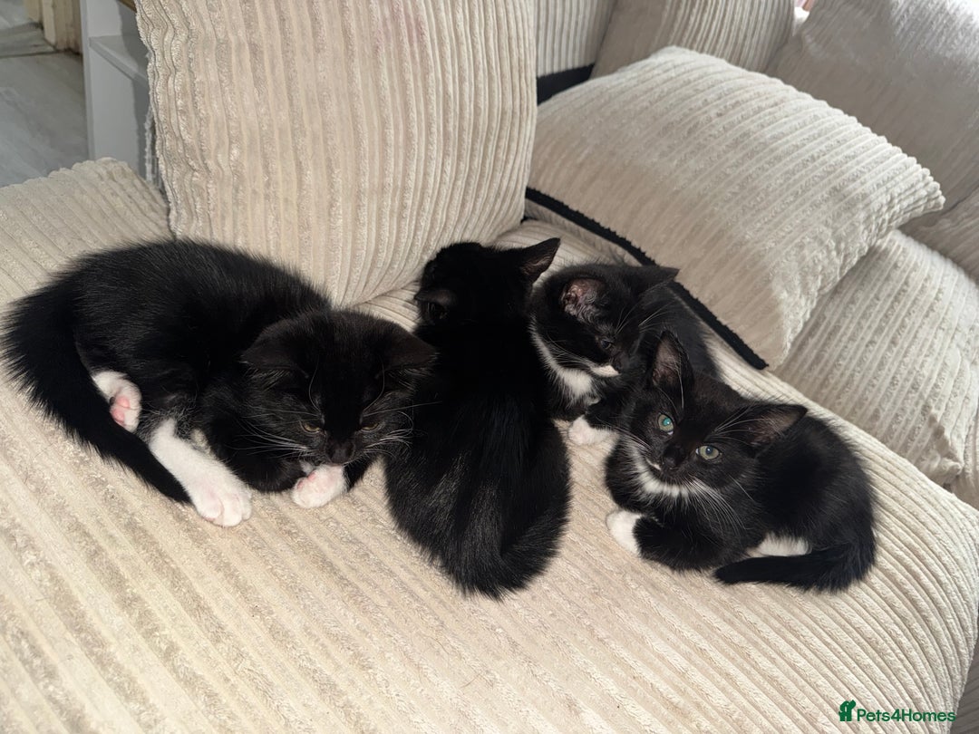 Mixed Breed cats for sale: Beautiful Kittens Looking for Their Forever Homes✨ - Advert 12