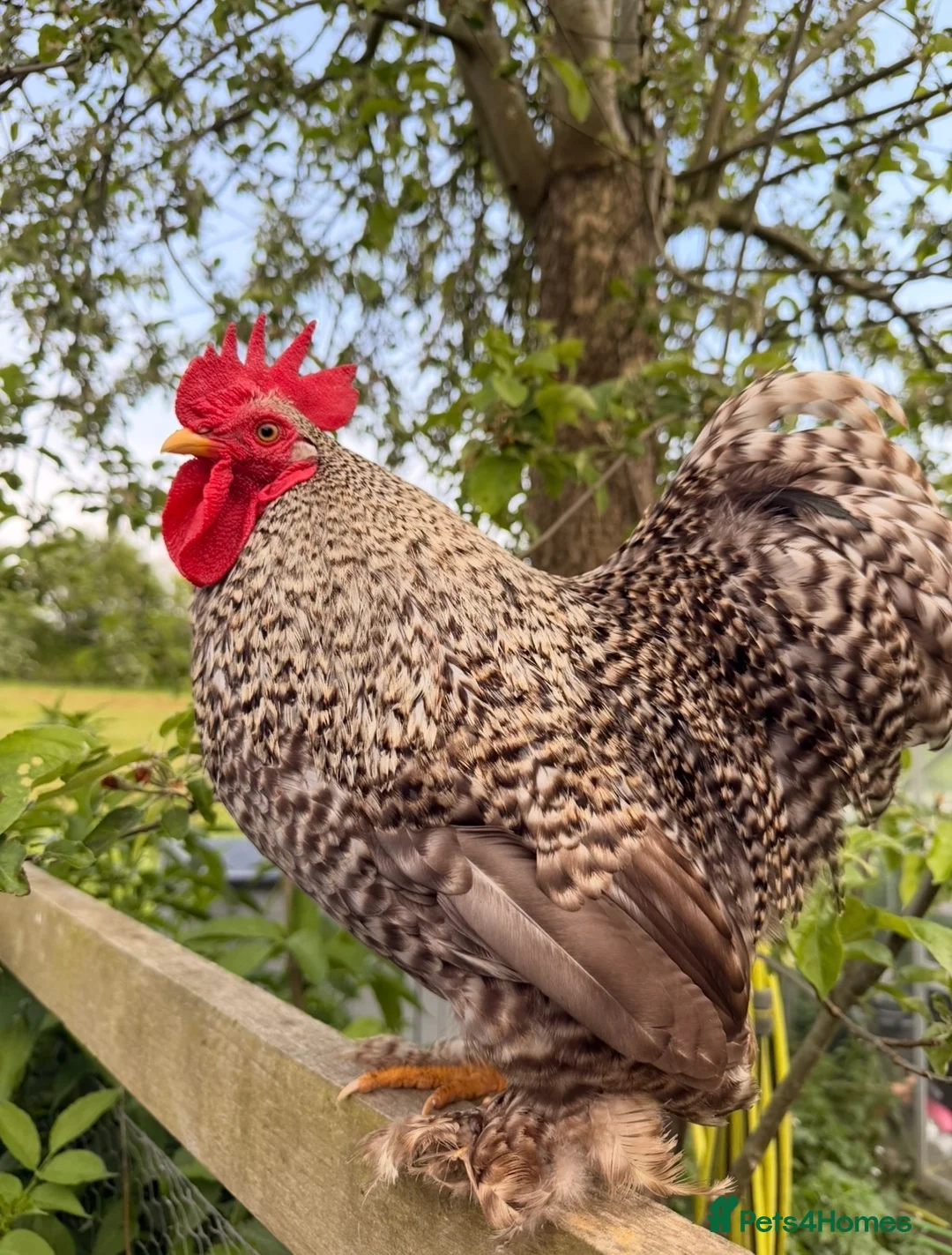 Chickens poultry for sale: 4 Pekin Bantam Cockerels Free in Stratford-upon-Avon - Advert 10