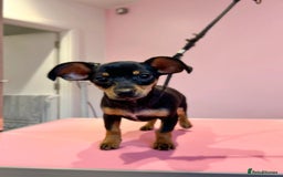 Mixed Breed dogs for sale: Rehoming Chiweenie - 2 Years Old  - Image 2