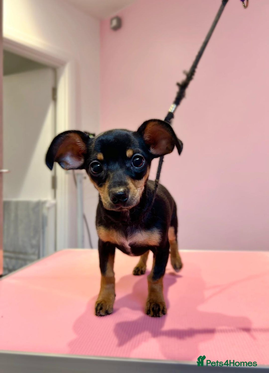 Mixed Breed dogs for sale: Rehoming Chiweenie - 2 Years Old  - Image 2