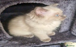 Ragdoll cats for sale:  FIFe Registered Ragdoll Kittens Champion Line - Image 6