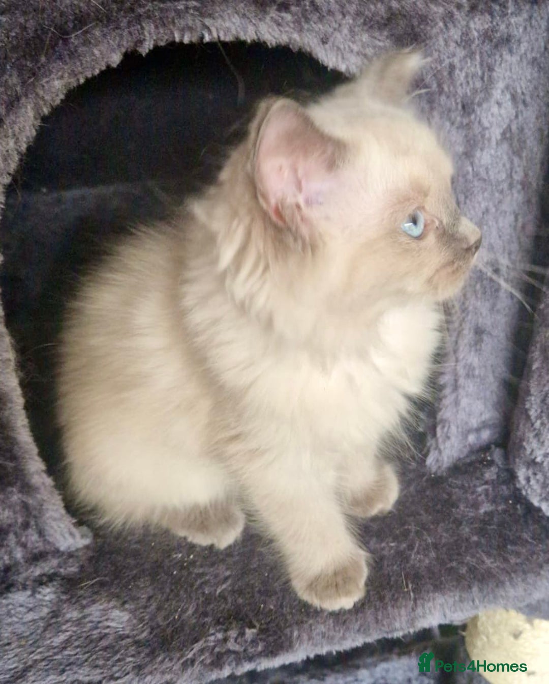 Ragdoll cats for sale:  FIFe Registered Ragdoll Kittens Champion Line - Image 6