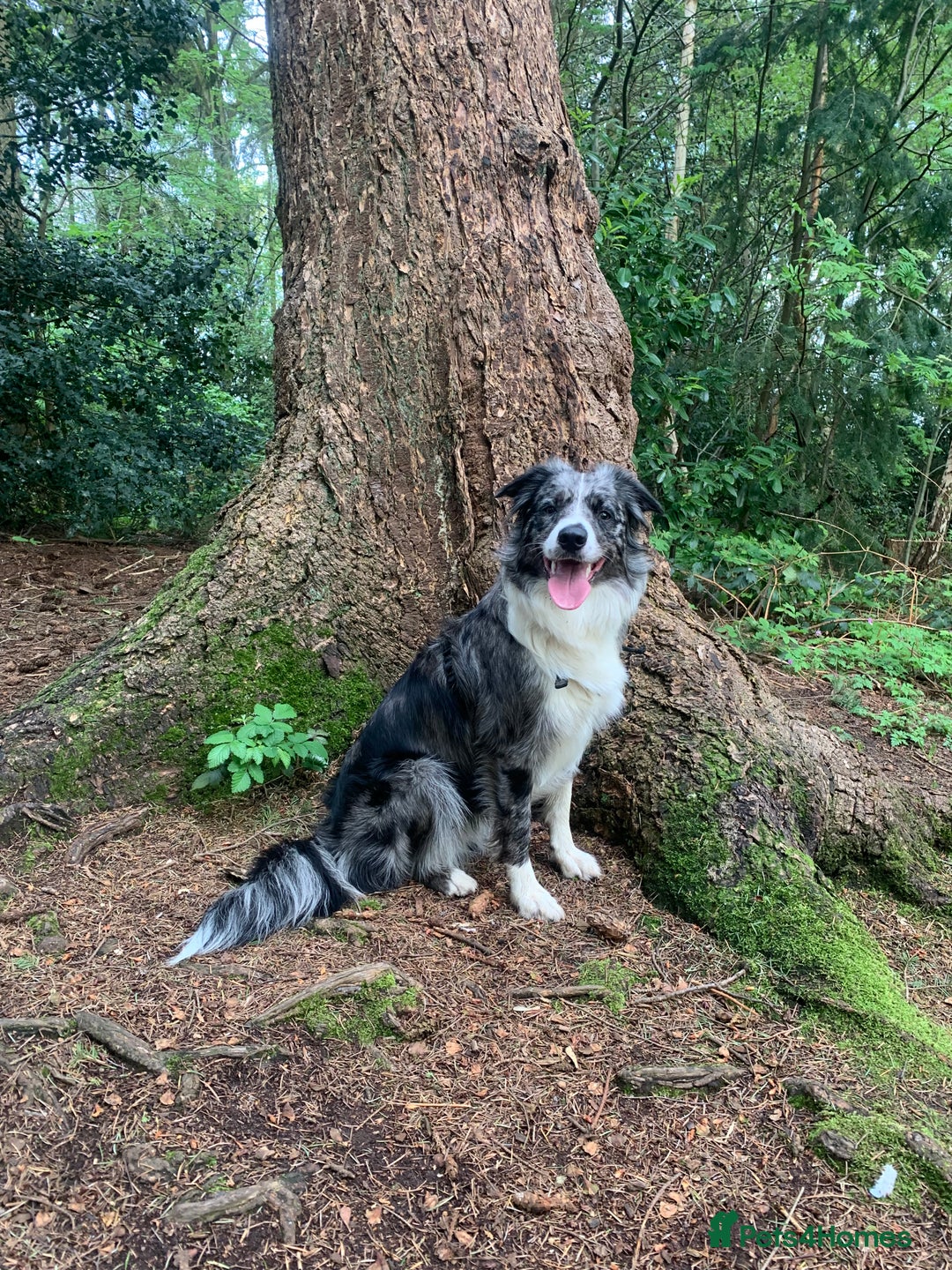 Border Collie dogs for sale: Beautiful Border Collie Puppies – Ready 20th Sep - Image 3