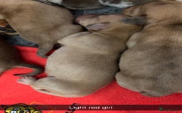 Miniature Dachshund dogs for sale: Miniature Dachshund Puppies - Image 7