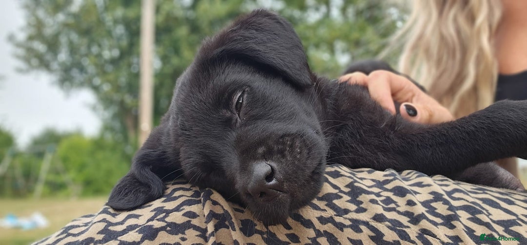 Labrador Retriever dogs for sale: Black Pure bred kg reg Labrador for sale.  - Image 28