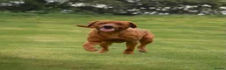 Labrador Retriever dogs for sale: Red Fox Labradors - Advert 5