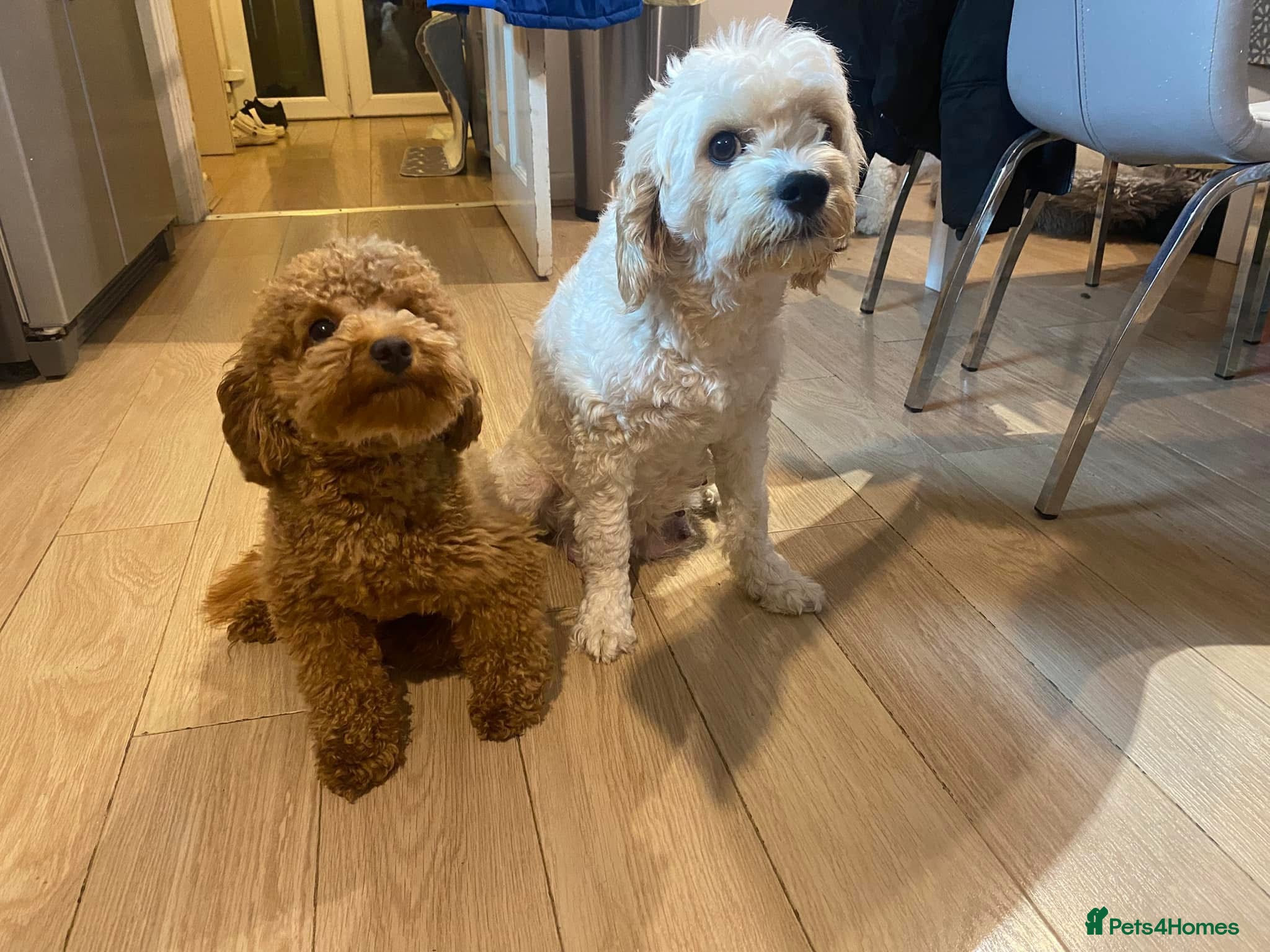 Cavapoo dogs Cavapoochons due 12th June 2026   - Advert 19