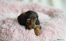 Miniature Dachshund dogs for sale: Gorgeous Longhair Miniature Dachshund Girls - Image 31