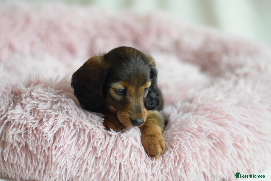 Miniature Dachshund dogs for sale: Gorgeous Longhair Miniature Dachshund Girls - Image 31