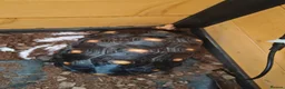 Tortoise reptiles for sale: Red footed tortoise for sale  in Romford - Advert 3