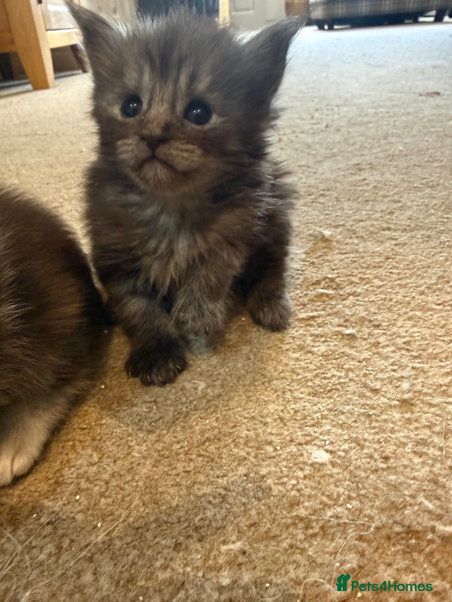 Maine Coon cats Adorable Pedigree Full Maine Coon Kittens - Advert 10