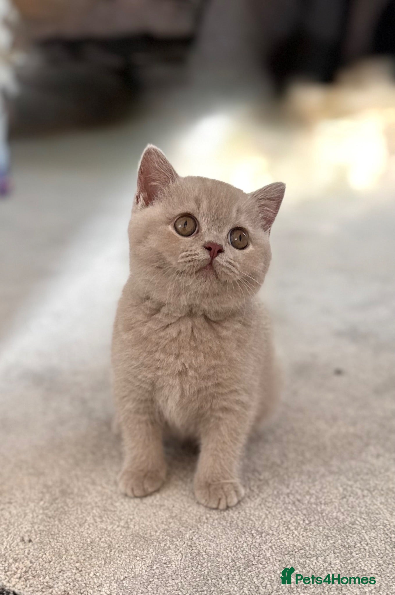 British Shorthair cats FAWN FEMALE BRITISH SHORTHAIR - Full Pedigree - Advert 1