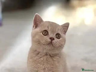 British Shorthair cats FAWN FEMALE BRITISH SHORTHAIR - Full Pedigree - Advert 1