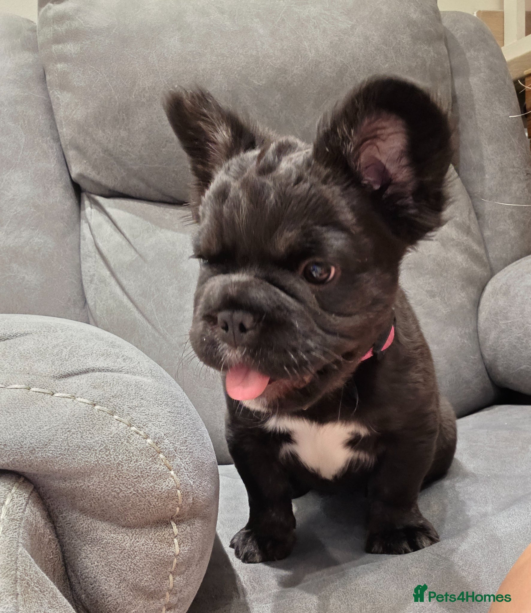 French Bulldog dogs  READY TO Go! Fluffy French Bulldog with DNA - Advert 2