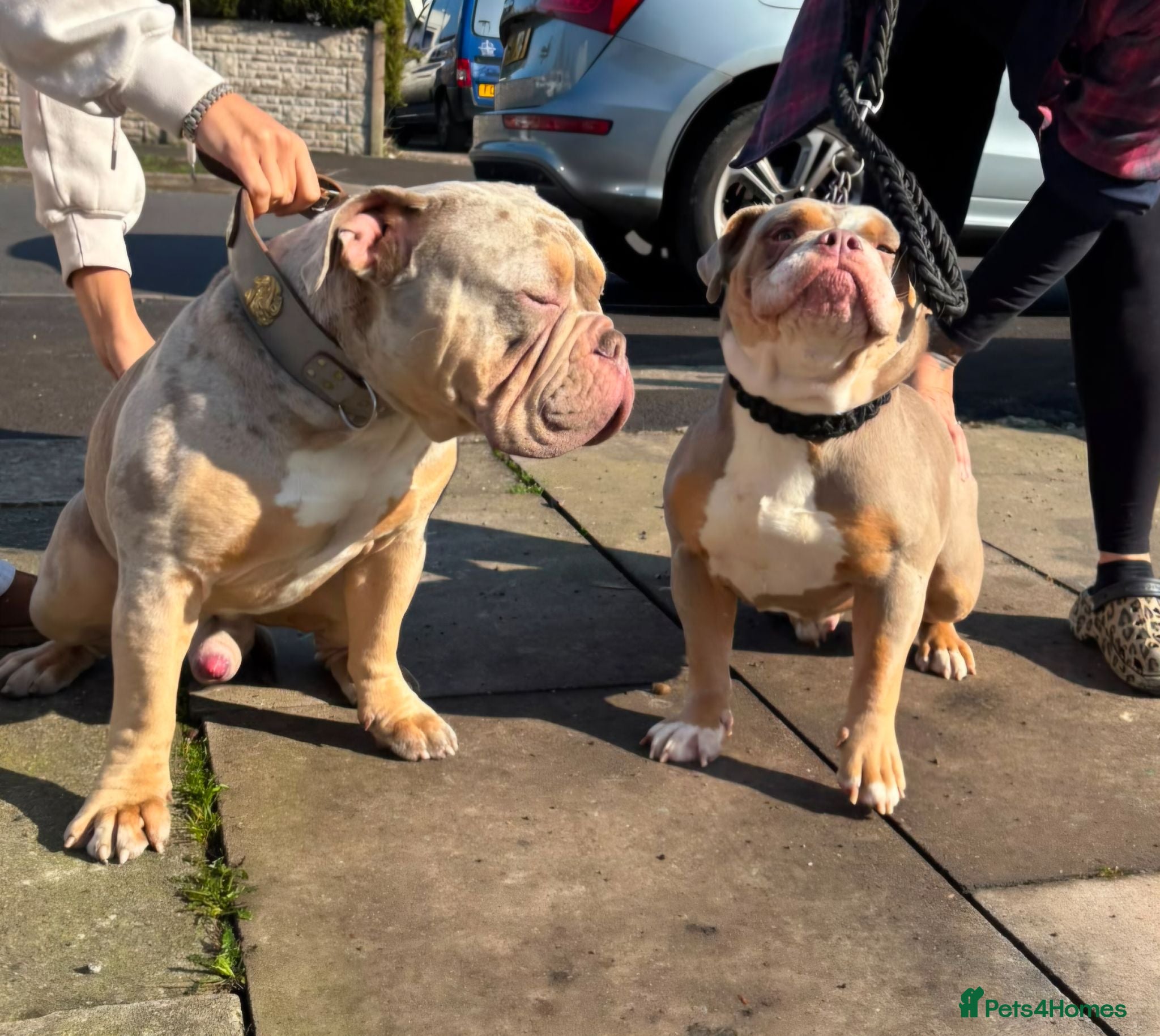 Olde English Bulldogge dogs Nebbr Female Olde english  - Advert 1