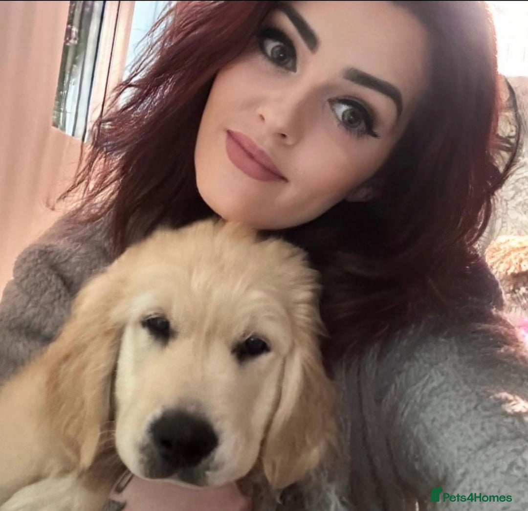 Golden Retriever dogs for sale: Golden Retrievers, Stunning Litter , Certificates  - Advert 24