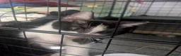 Domestic Shorthair cats for sale: Kitten - Advert 6