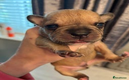 Mixed Breed dogs for sale: French bulldog x American bulldog  - Image 2