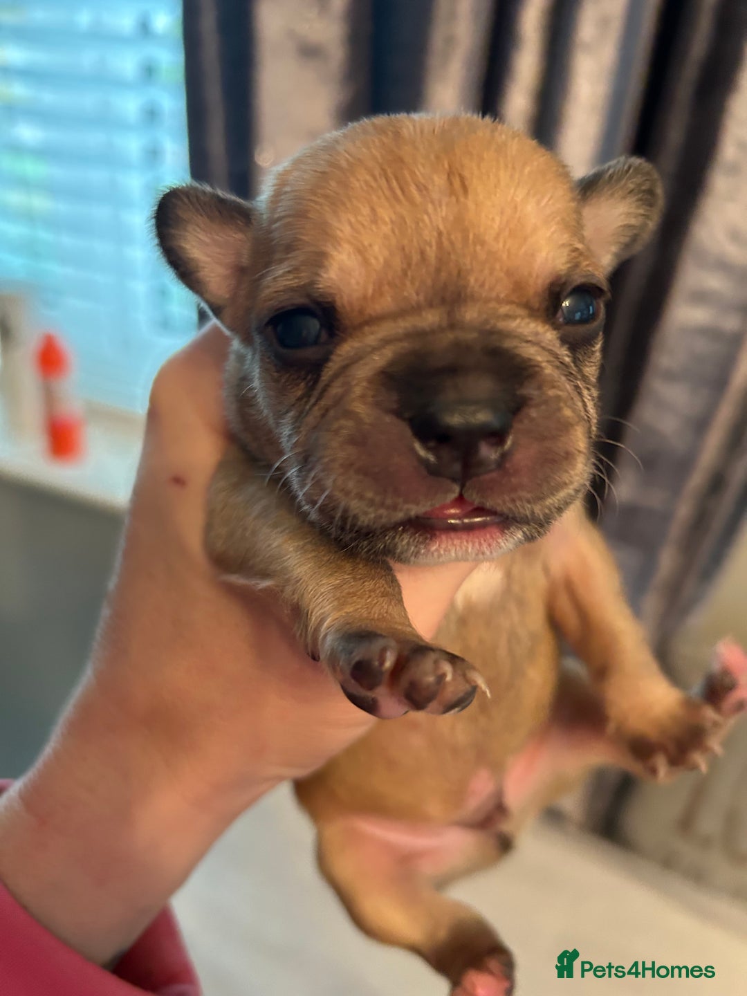 Mixed Breed dogs for sale: French bulldog x American bulldog  - Image 2