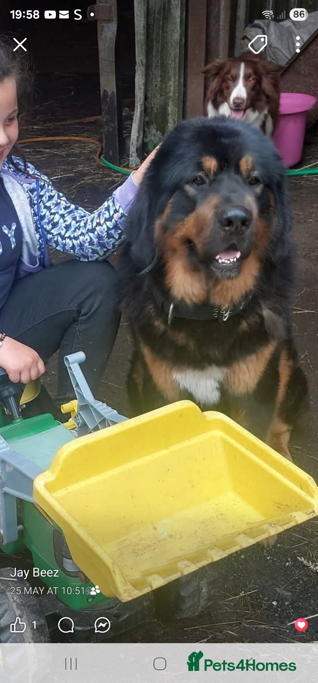 Mixed Breed dogs for sale: Beautiful little bear cubs - Advert 2