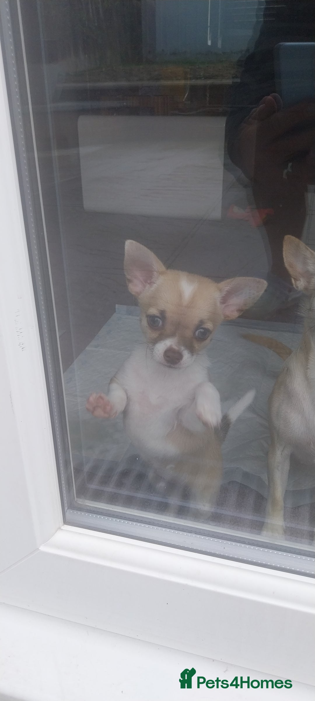 Chihuahua dogs for sale: Boy & girl chihuahua puppies  - Image 21