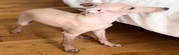 Italian Greyhound dogs for sale: Stunning KC Italian Greyhound Boy Low COI 0.5% - Advert 8