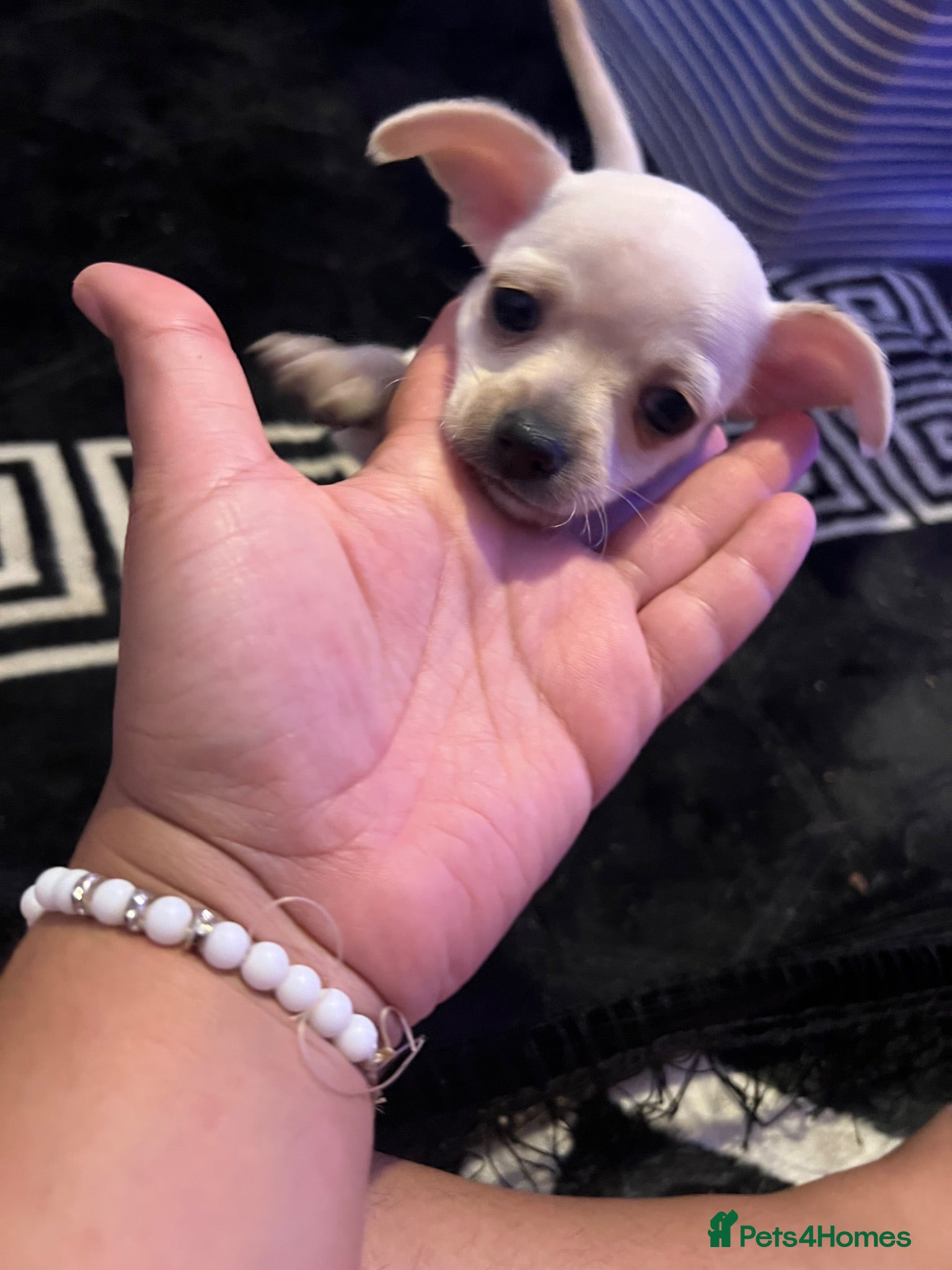 Chihuahua dogs Stunning cutie chihuahua  - Advert 18