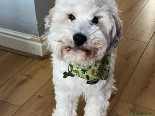 Mixed Breed dogs Henry looking for the perfect home - Advert 1