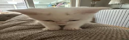 Mixed Breed cats for sale: British shorthair cross  - Advert 12