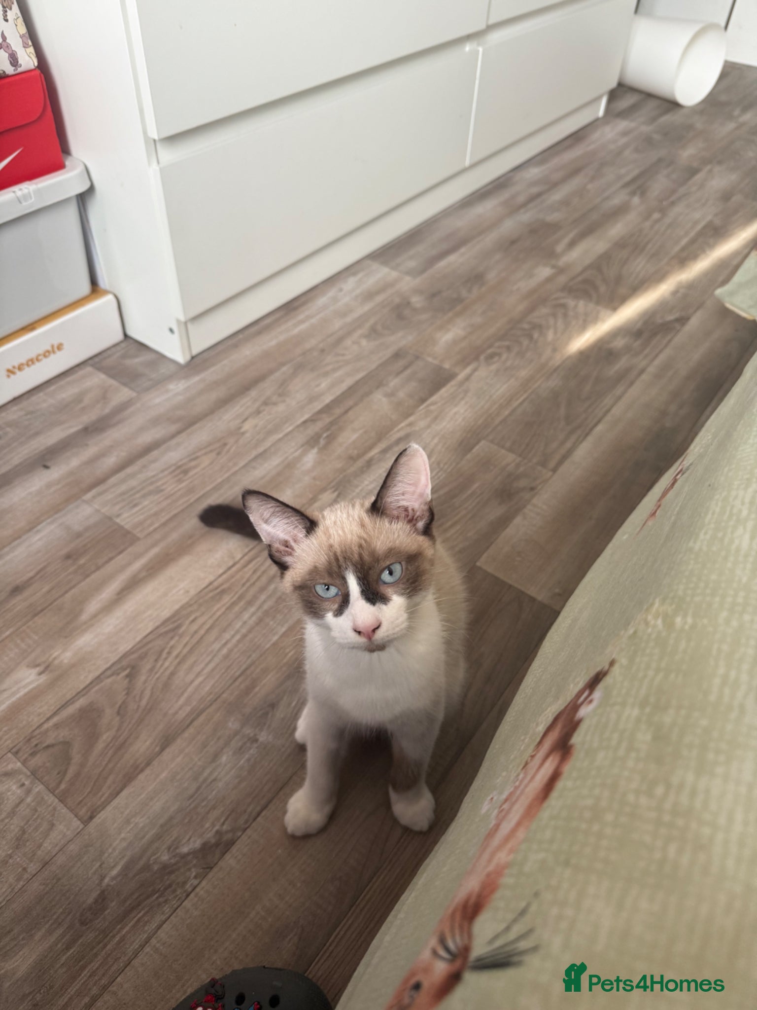 Siamese cats 8 month old cat - Advert 5