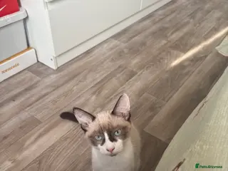 Siamese cats 8 month old cat - Advert 5