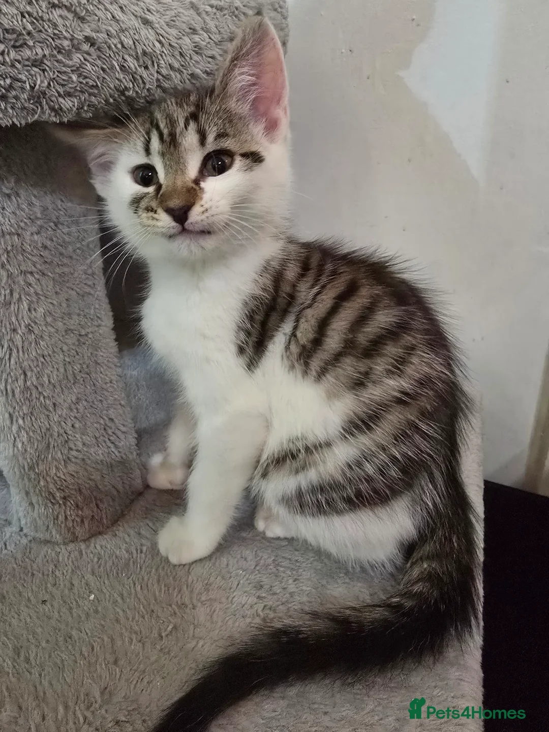 Maine Coon cats for sale: 7 beautiful Maine Coon X - Advert 2