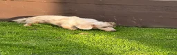 Dachshund dogs for sale: Dotty is pregnant!  - Advert 14
