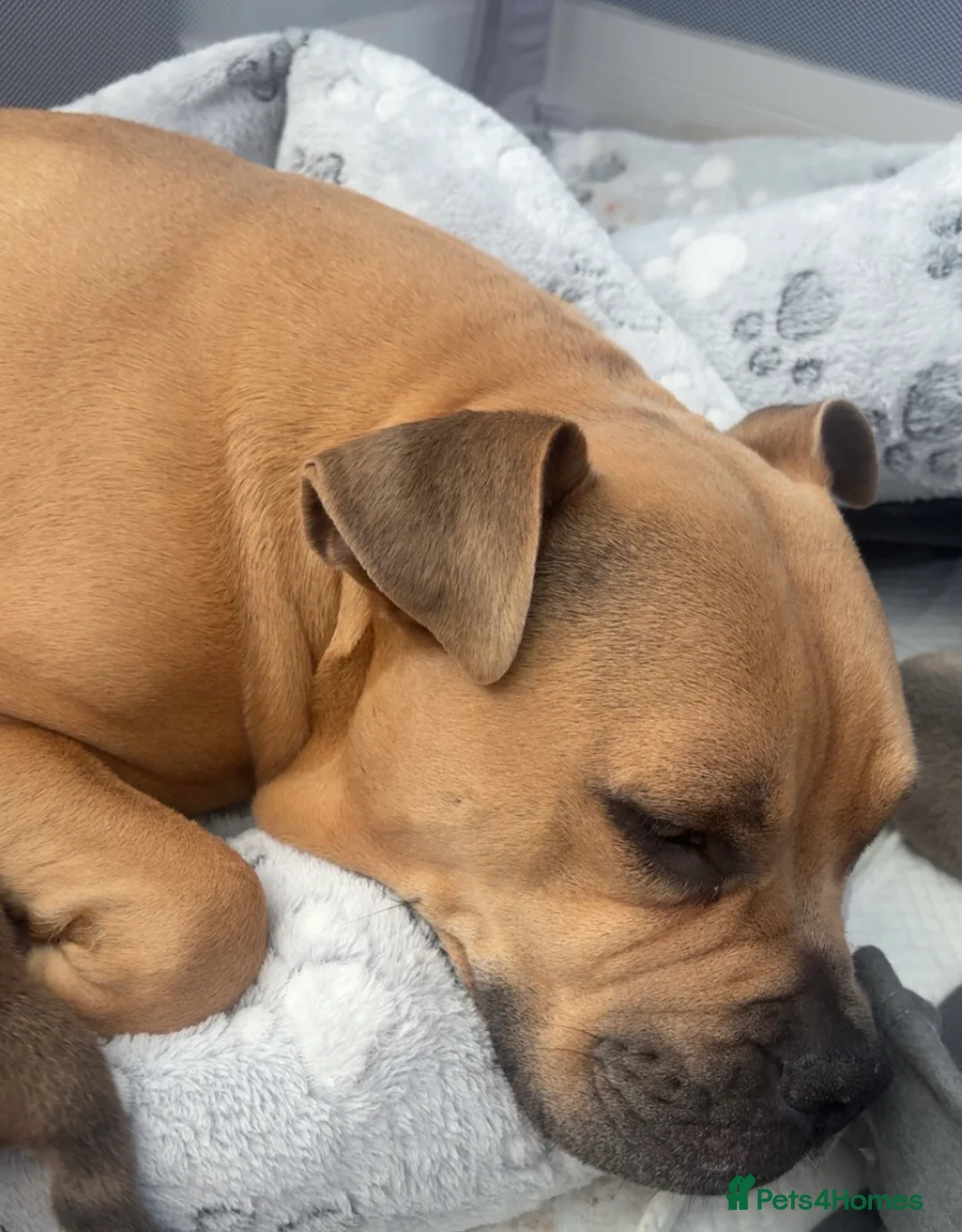 Mixed Breed dogs for sale: 10 chaffy puppies staffy/British bulldog /chow - Advert 30