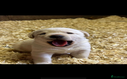 Labrador Retriever dogs for sale: Labrador, puppies, black and white girls available - Image 8