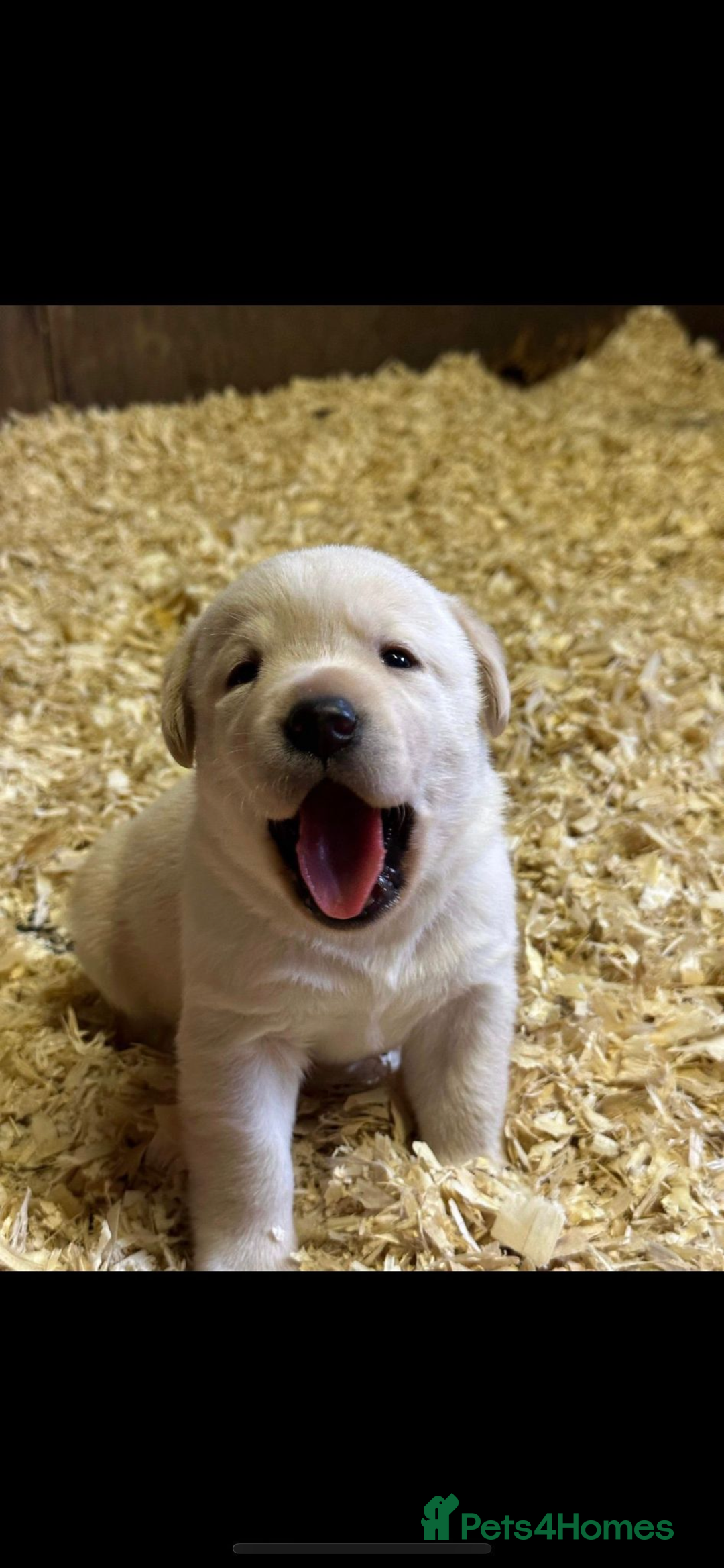 Labrador Retriever dogs for sale: Labrador, puppies, black and white girls available - Image 8