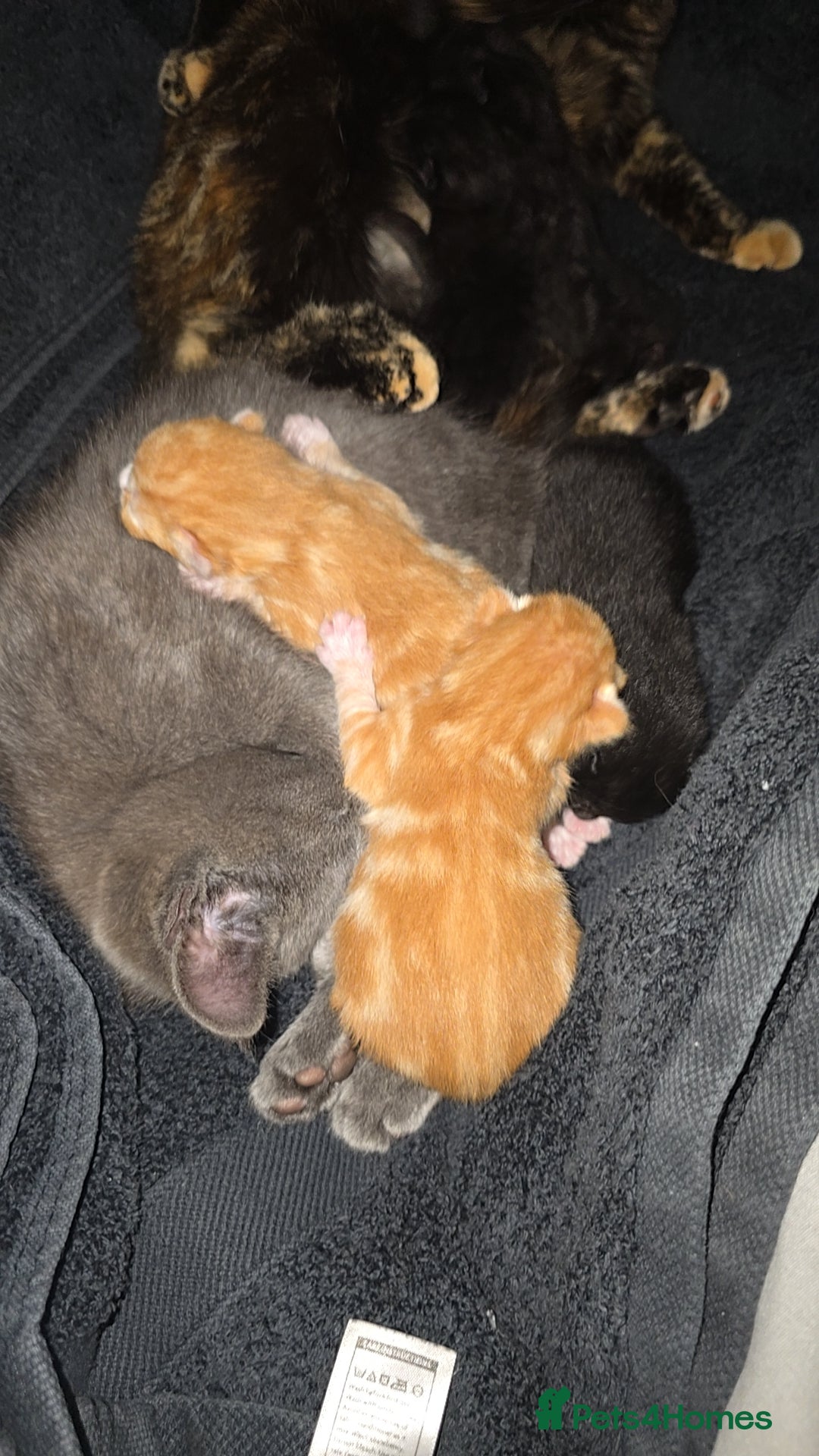 Mixed Breed cats for sale: Kittens for Sale - Image 10