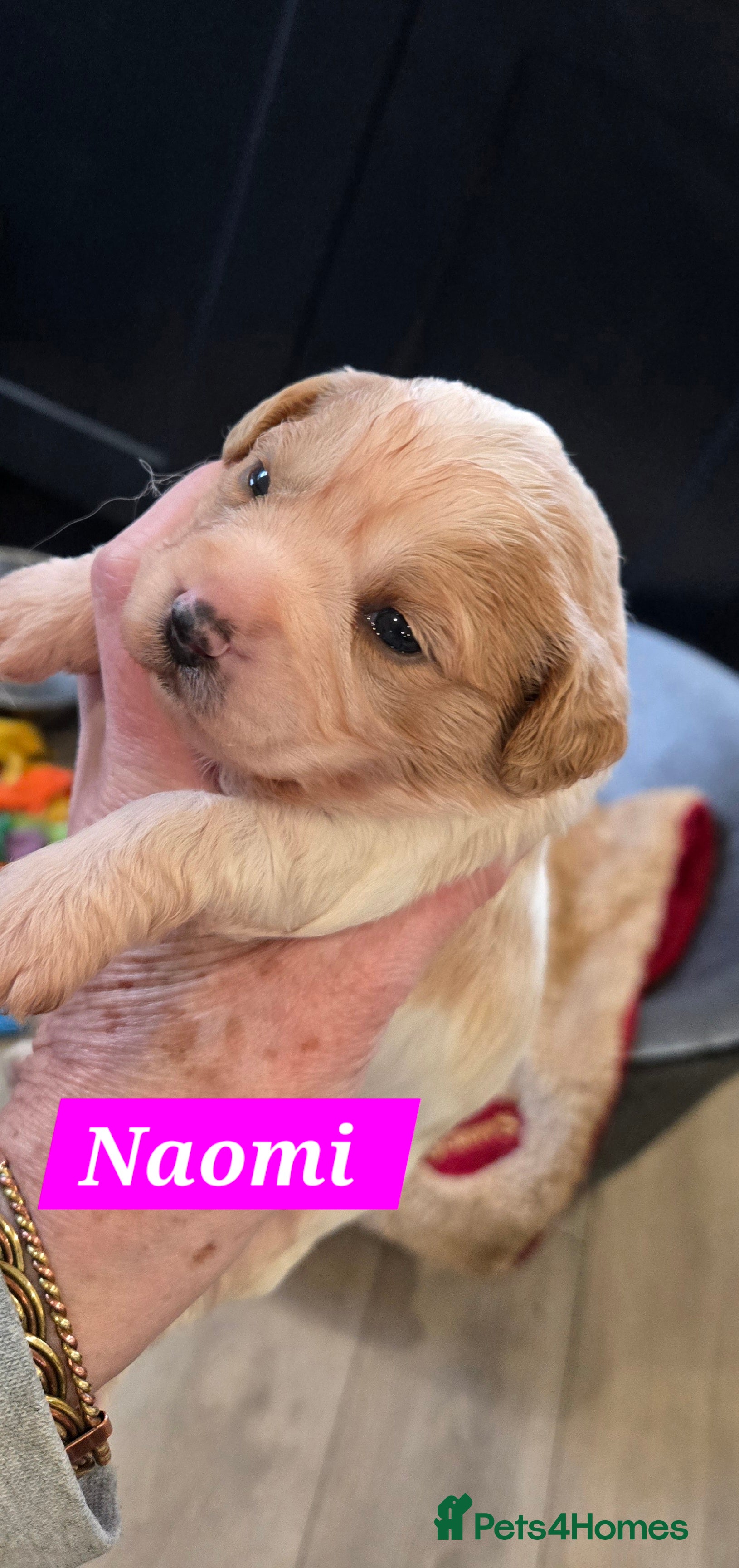 Cavachon dogs Cute cavachons - Advert 2