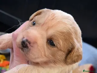 Cavachon dogs Cute cavachons - Advert 2