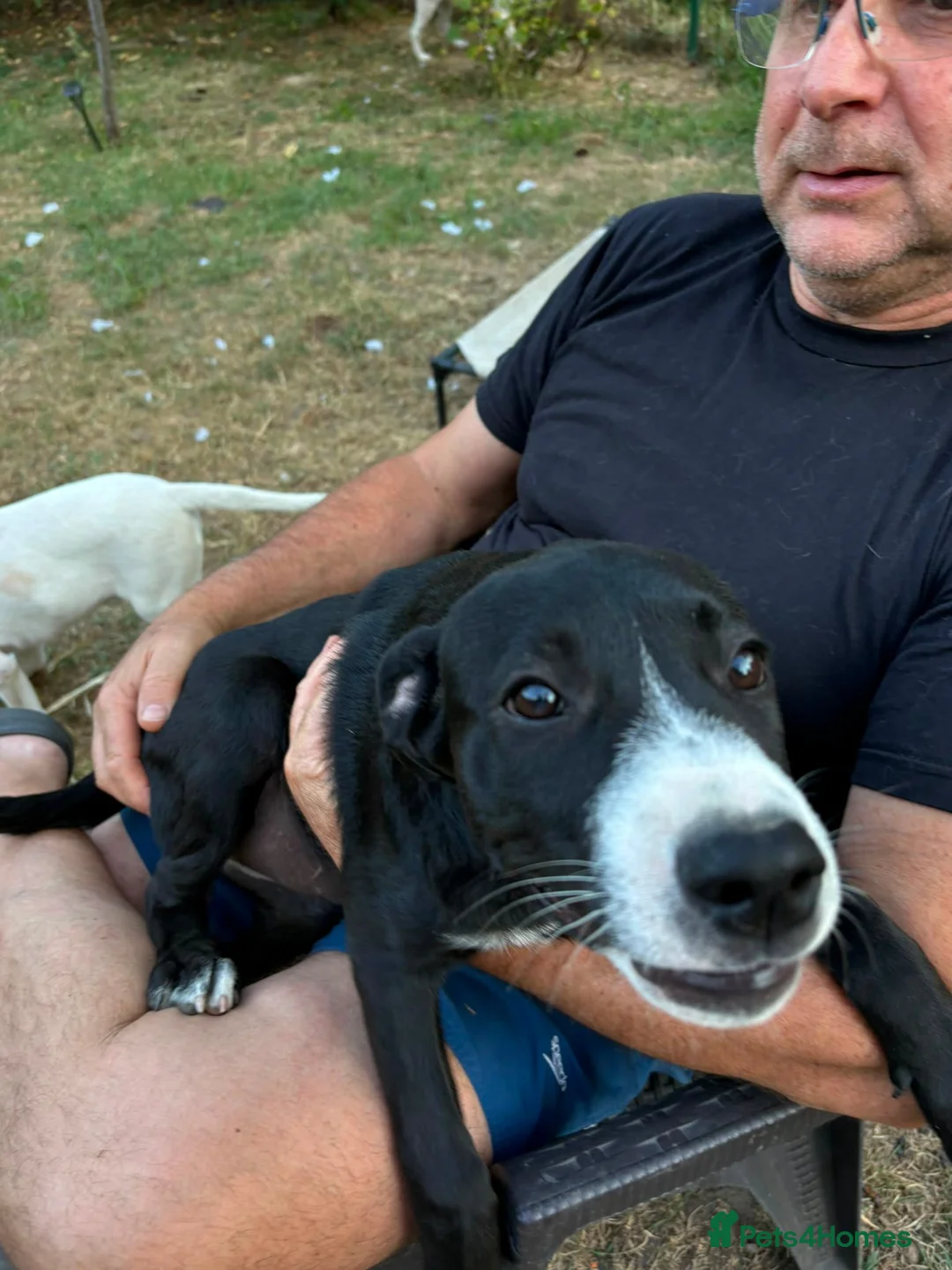 Mixed Breed dogs for adoption: 🖤 BLACKBERRY– Lovely Puppy Girl for a Loving Home - Advert 2