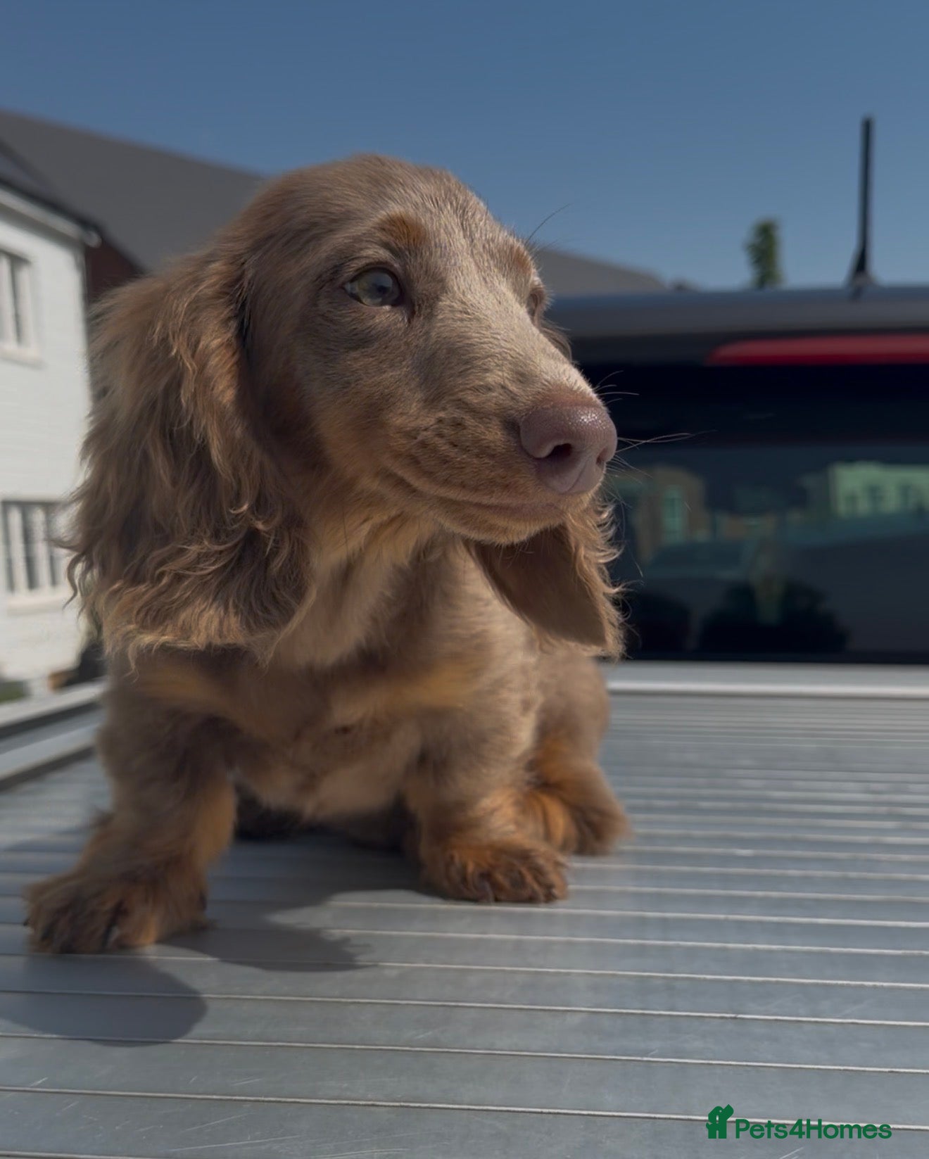 Miniature Dachshund dogs LAST BOY ISABELLA LONG HAIR MALE DACHSHUND CHEAP - Advert 8