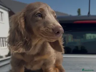 Miniature Dachshund dogs LAST BOY ISABELLA LONG HAIR MALE DACHSHUND CHEAP - Advert 1