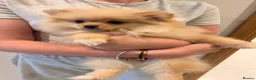 Pomeranian dogs for sale: 2 beautiful Pomeranian puppies - Advert 6