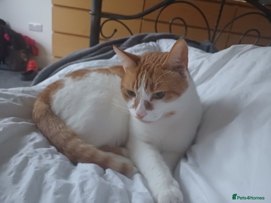 Brazilian Shorthair cats for sale: Male ginger and white tom cat - Advert 1