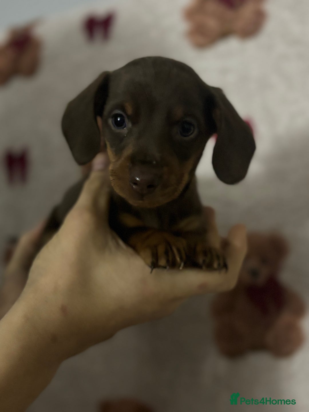 Dachshund dogs for sale: 🎅beautiful dachshund puppies🎅 - Advert 5