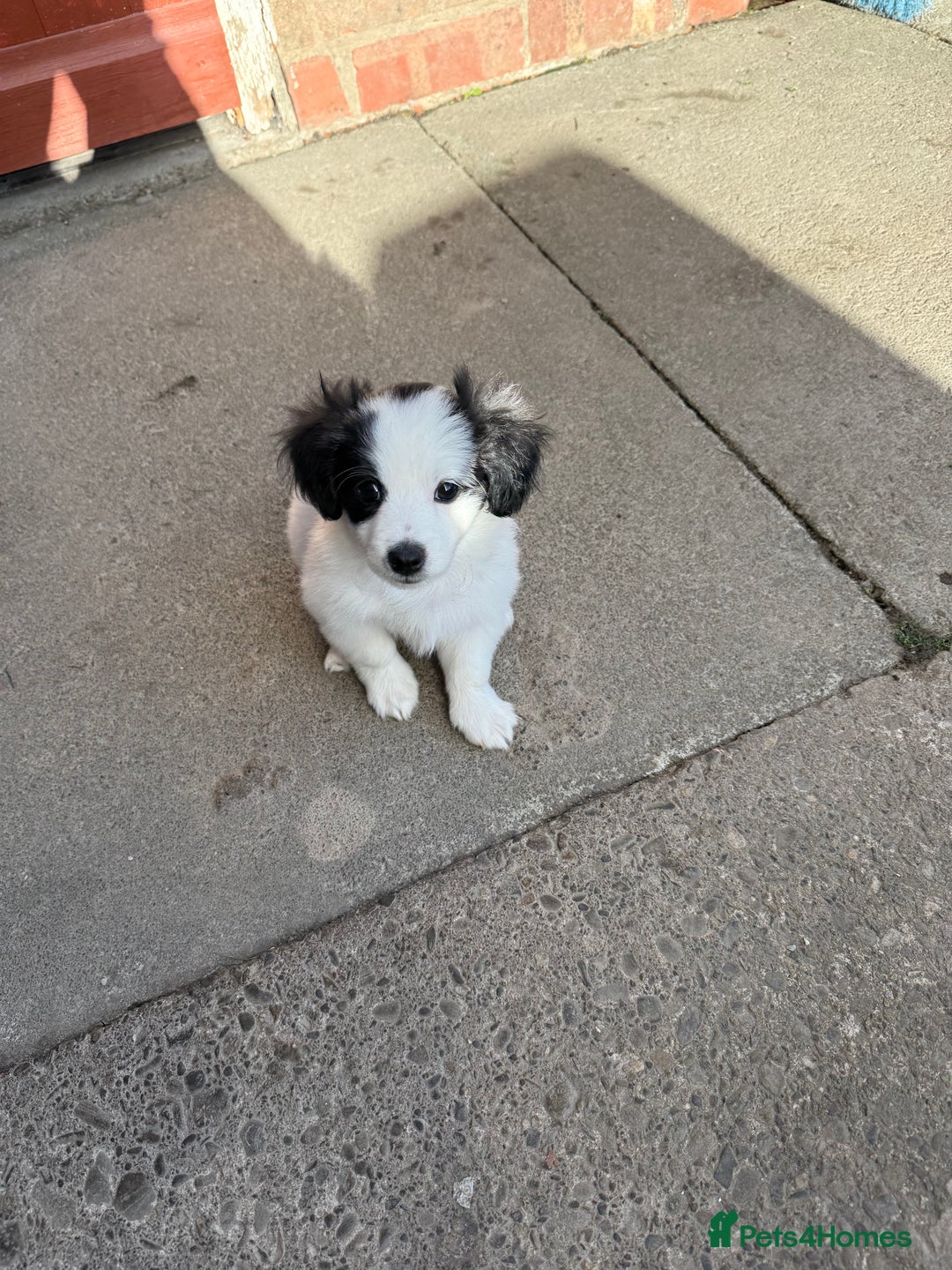 Mixed Breed dogs for sale: Bichon Maltese - Image 4