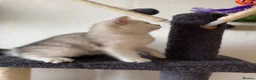 Scottish Fold cats for sale: Champion Bloodline Scottish Straight! - Advert 7
