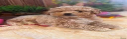 Maltipoo dogs for sale: Beautiful maltipoo puppies - Advert 7