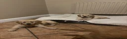 Golden Retriever dogs for sale: Beautiful KC Reg Golden Retriever puppies!!  - Advert 6