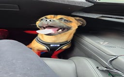 Jug dogs for sale: Pug*Jack Russell  - Image 4